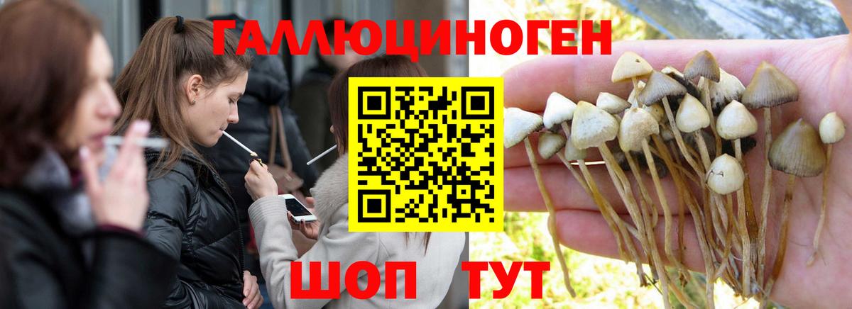 Псилоцибиновые грибы Psilocybe  Галлюциногенные грибы Psilocybine cubensis  как найти закладки  Черногорск  Вход с VPN 